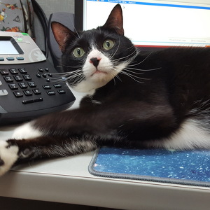 Fundraising Page: Tasha Harden